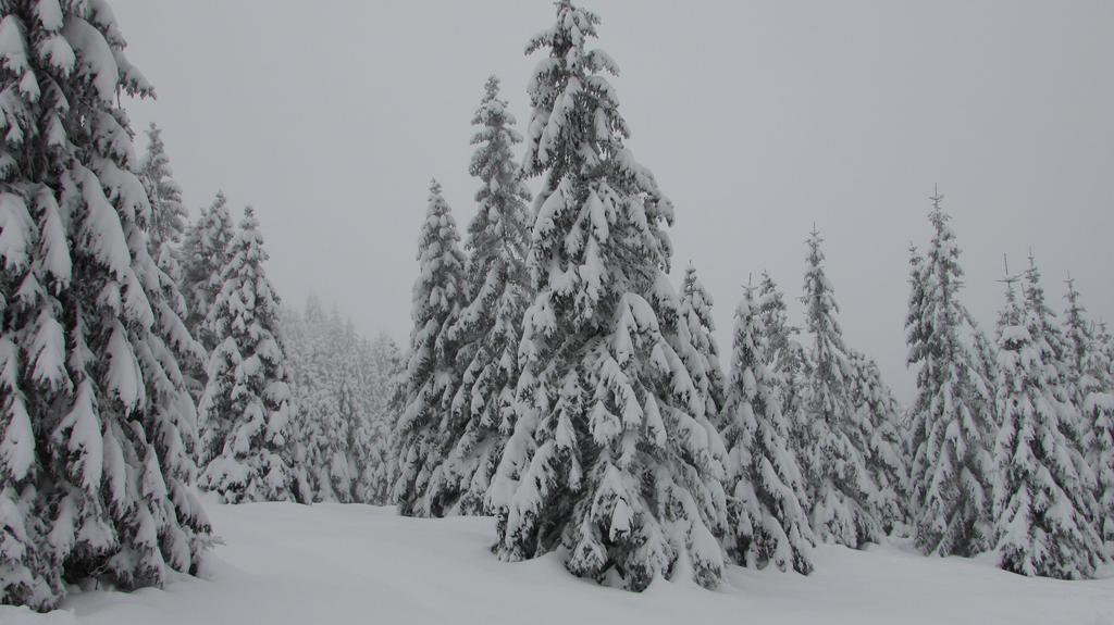 Fewo Harz Haennig 1 Wieda Esterno foto