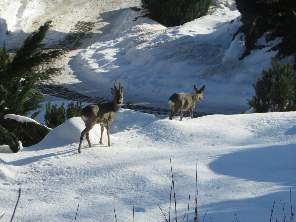 Fewo Harz Haennig 1 Wieda Esterno foto